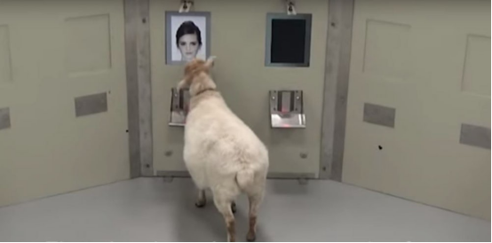 脸盲的你,在识别人脸上可能还不如绵羊